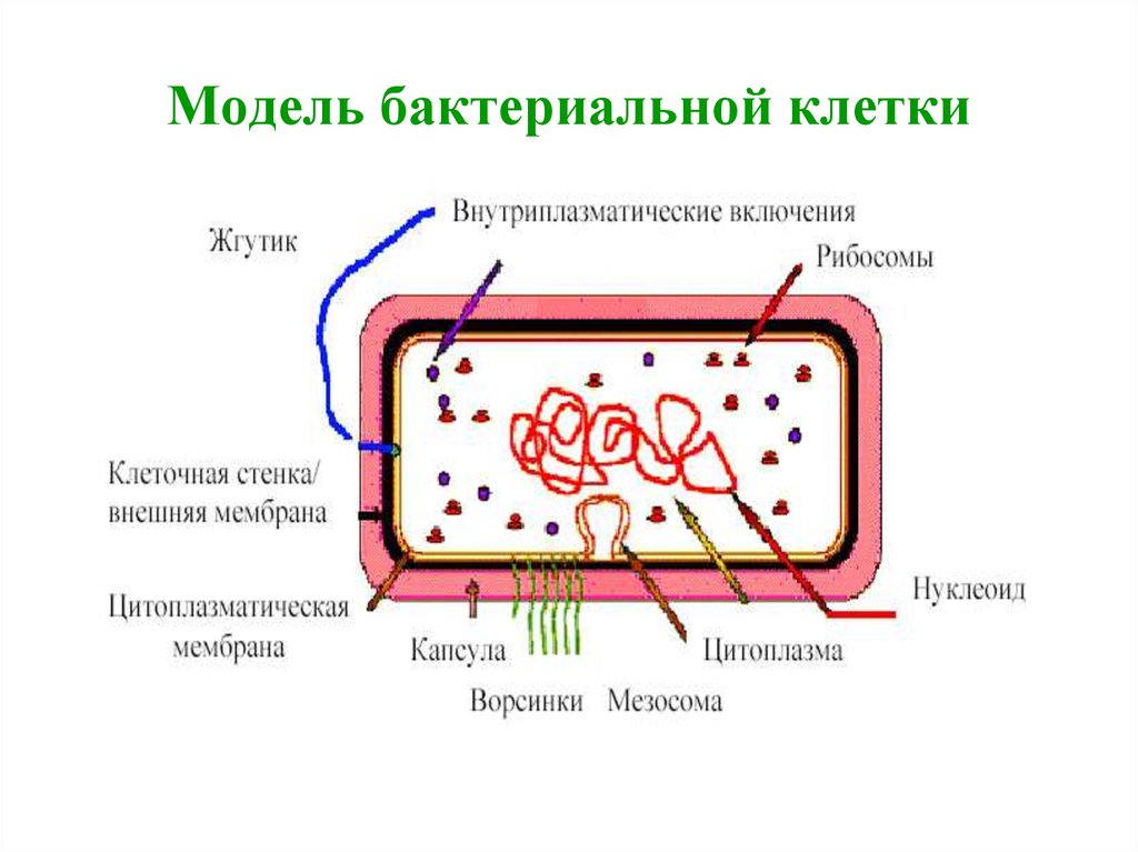 Особенности клетки бактерии 5 класс. Модель бактериальной клетки 5 класс биология. Модель строение бактериальной клетки 5 класс. Биология 5 класс модель бактериальной клетки строение. Модель бактериальной клетки 5 класс биология рисунок.