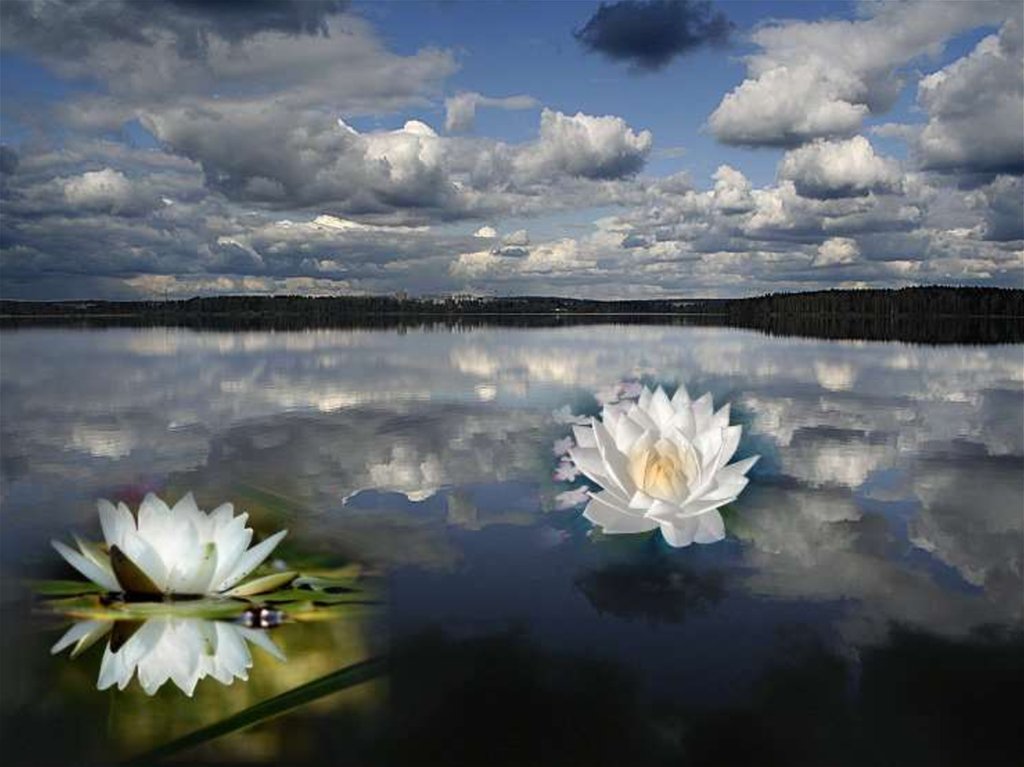 Лилия озерного света. «Отражение облаков в пруду с кувшинками». Крым озеро лилий. Облака в реке лилии. Водяные лилии облака.