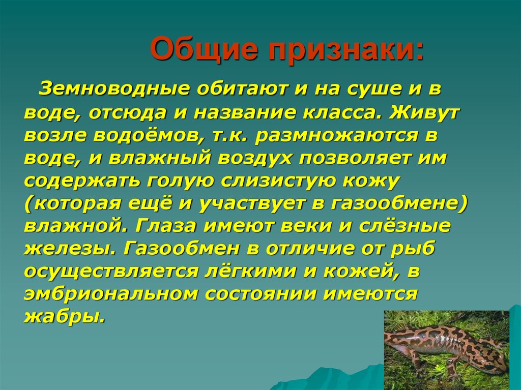 Признаки земноводных. Земноводные на суше и в воде. Земноводные живу на суше. Земноводные живущие в воде. Земноводные живут в воде а размножаются на суше.