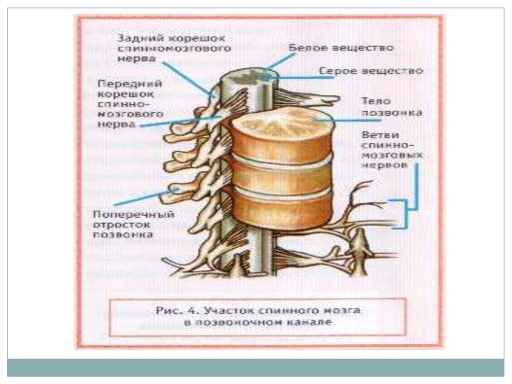 Биология 8 класс спинной мозг презентация 8 класс