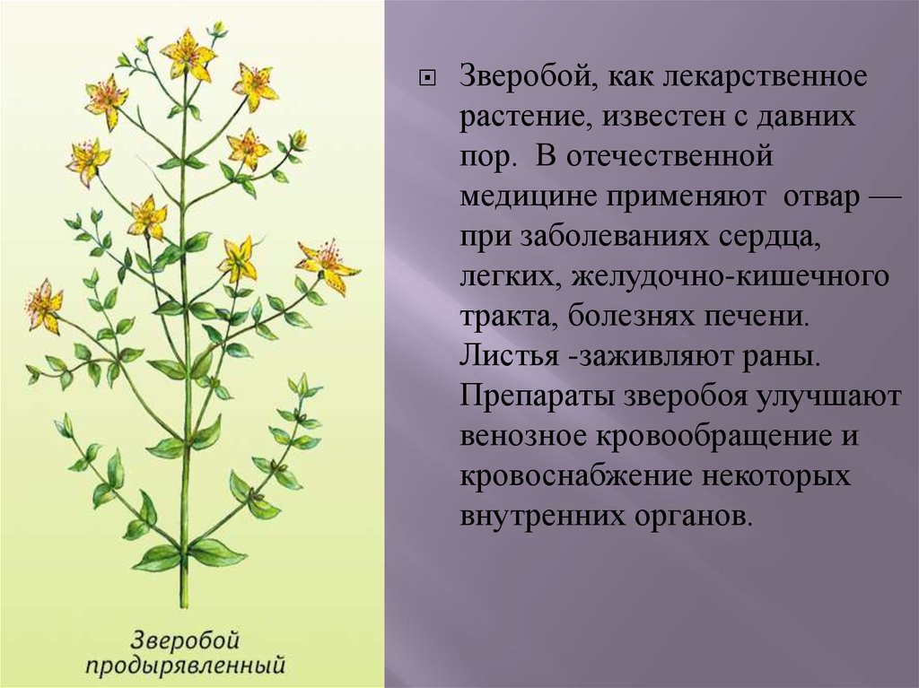 Растение зверобой описание и фото