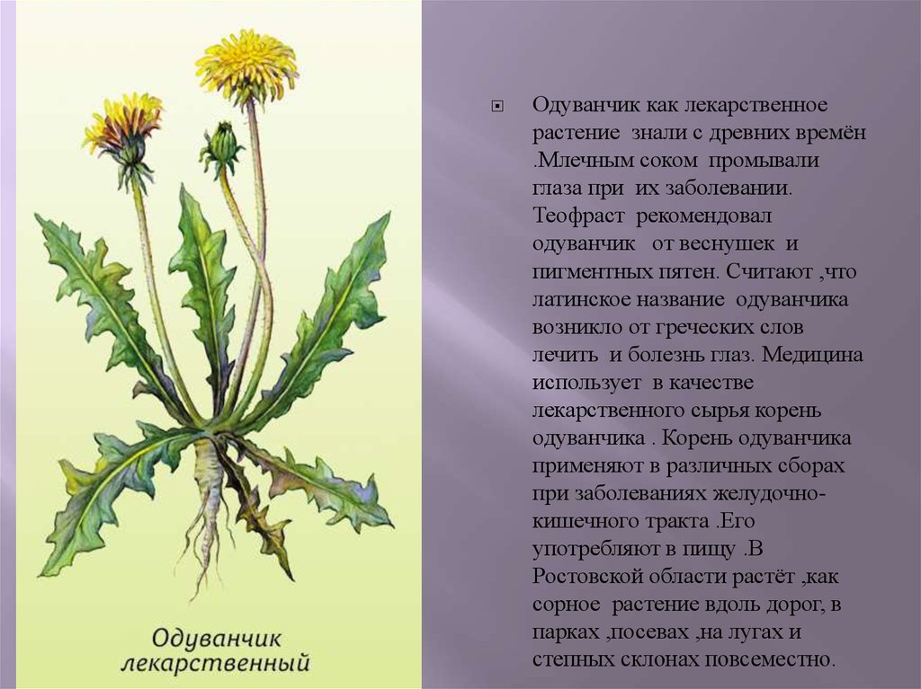 Характеристика одуванчика. Лист Taraxacum officinale. Описать строение одуванчика. Семейство Сложноцветные одуванчик лекарственный. Taráxacum officinále - одуванчик обыкновенный[.