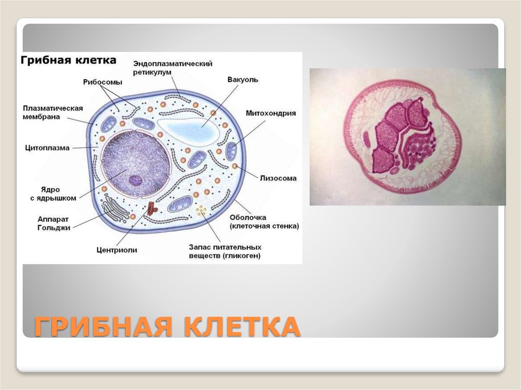 В клетках грибов есть ядро. Схема строения грибной клетки. Клеточное строение грибной клетки. Схема строения клетки гриба. Строение грибной клетки ЕГЭ.