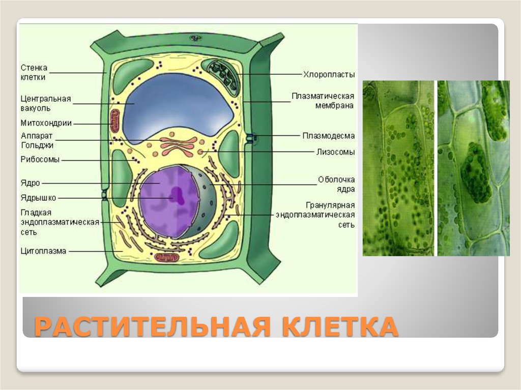 Какие особенности строения растительной клетки
