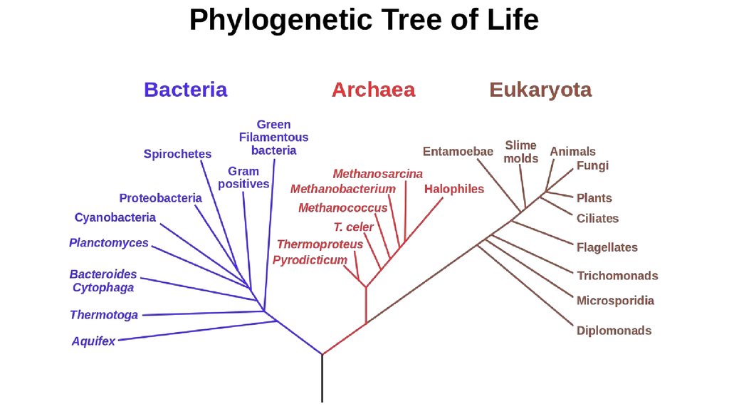 Phylogenetic tree of Life - online presentation
