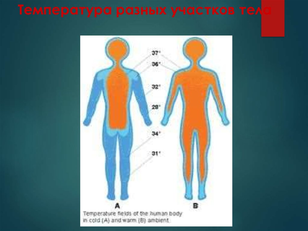 Температура разных участков тела. Термометрия различных участков тела. Температура кожи разных участков тела. Открытые участки тела.
