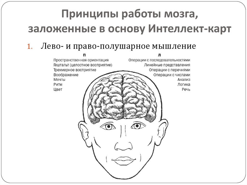 Принципы работы мозга, заложенные в основу Интеллект-карт