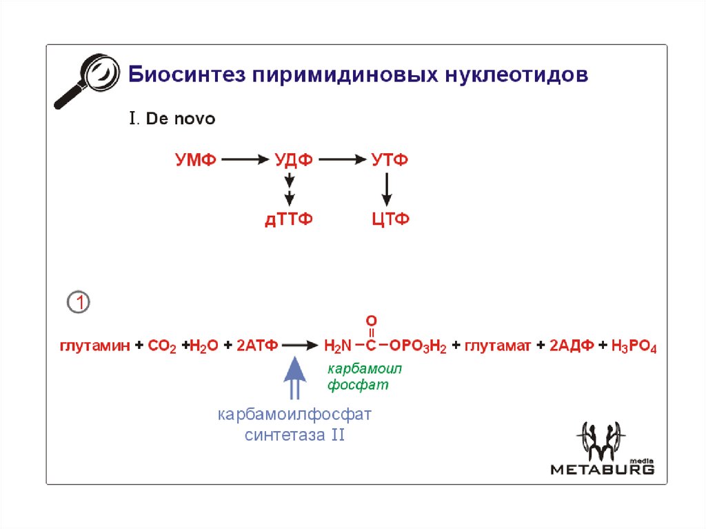 Биосинтез работа