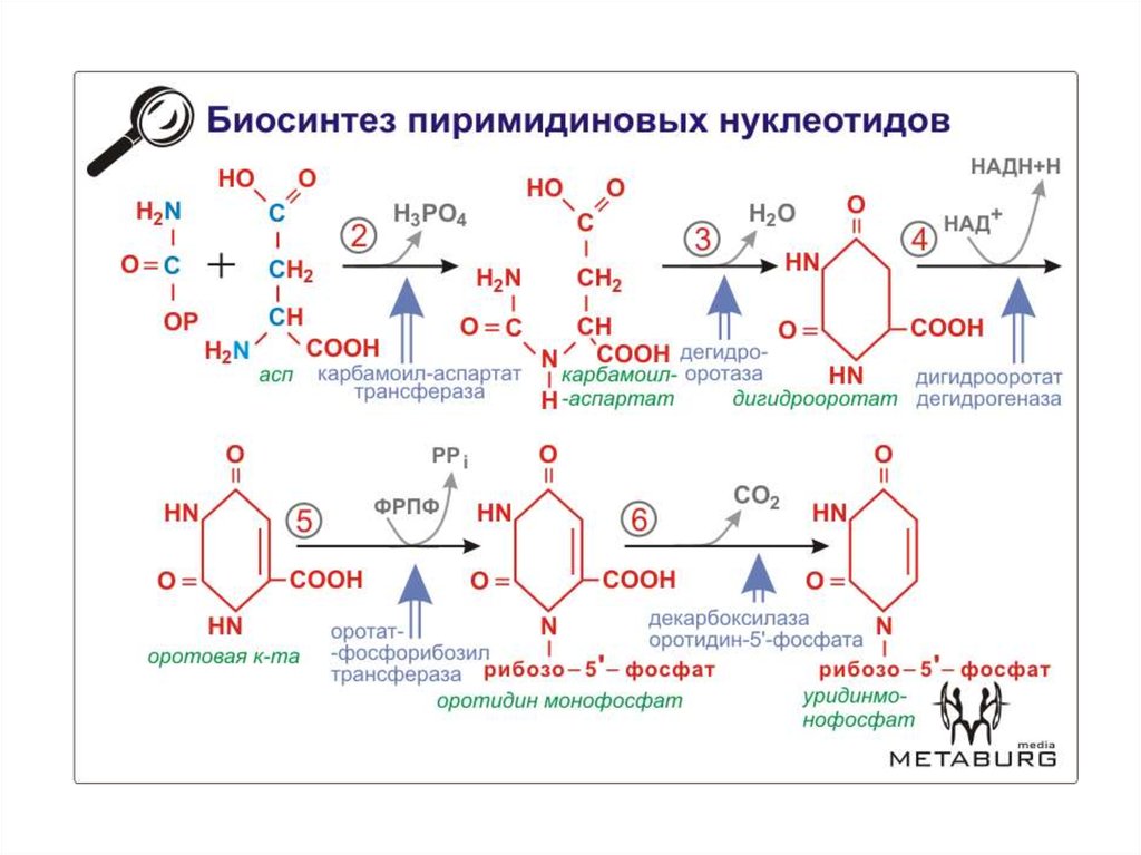 Общая схема синтеза и распада пиримидиновых нуклеотидов