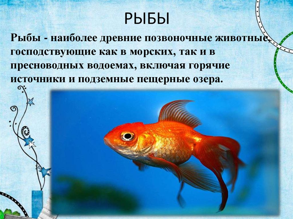 Рыбы 3 класс. Презентация на тему рыбы. Сообщение о позвоночном животном. Позвоночные животные рыбы. Презентация на тему позвоночные животные.