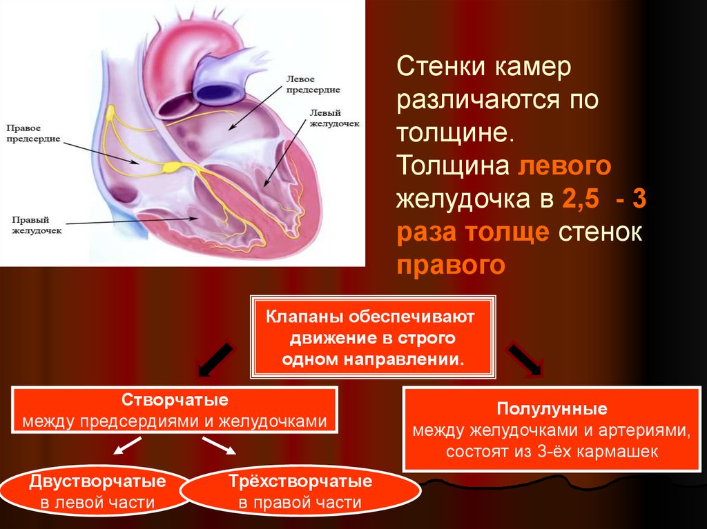 Миокард правого предсердия. Толщина стенки правого желудочка. Толщина стенок желудочков. Стенки предсердий и желудочков. Толщина стенок желудочков сердца.
