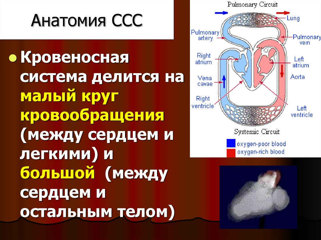 Сердечно сосудистая система презентация биология