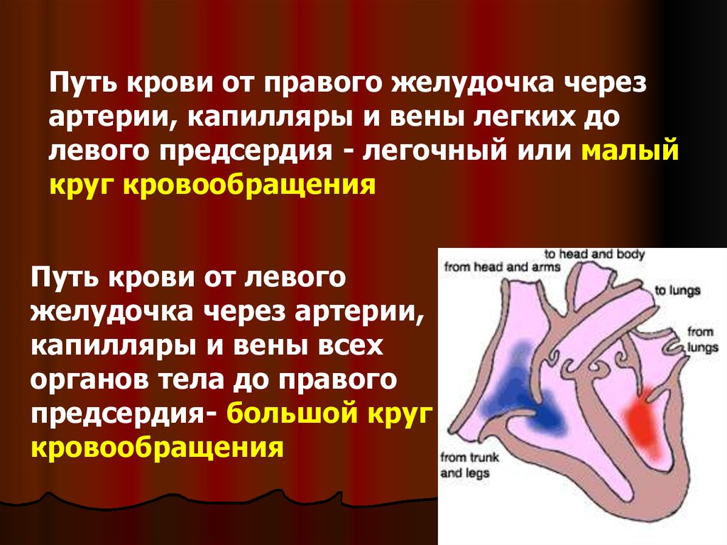 Из желудочков кровь выходит. Путь крови от левого желудочка. Путь крови от правого желудочка. Путь крови от левого желудочка до правого. Путь крови от правого предсердия.