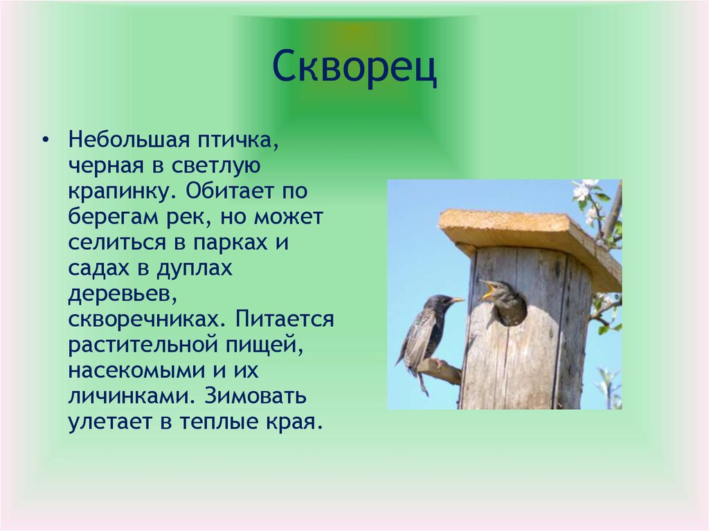 Текст про скворца. Птицы обитающие вблизи жилья человека. Сообщение о скворечнике. Птицы которые обитают в скворечниках. История скворечника для птиц.