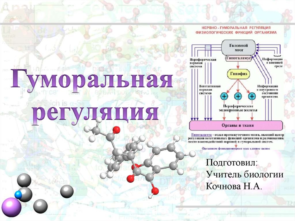 На рисунке изображена схема влияния гипофиза на функционирование щитовидной железы