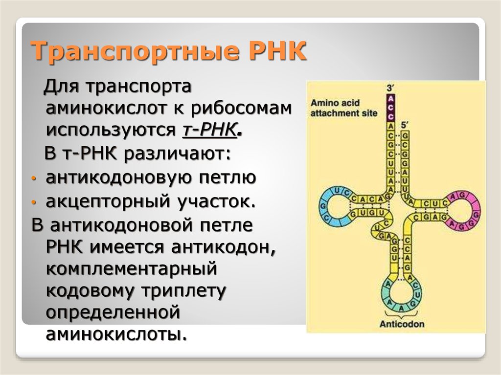 Рнк сайт. Т РНК строение и функции. ТРНК. Петли транспортной РНК. ТРНК С аминокислотой.