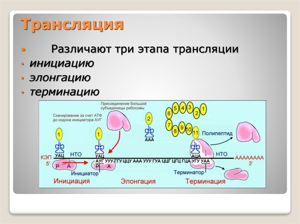 Процесс трансляции этапы трансляции. Биосинтез белка инициация элонгация терминация. Синтез белка трансляция элонгация\. Этапы трансляции инициация элонгация терминация. Биосинтез белка трансляция инициация элонгация терминация.
