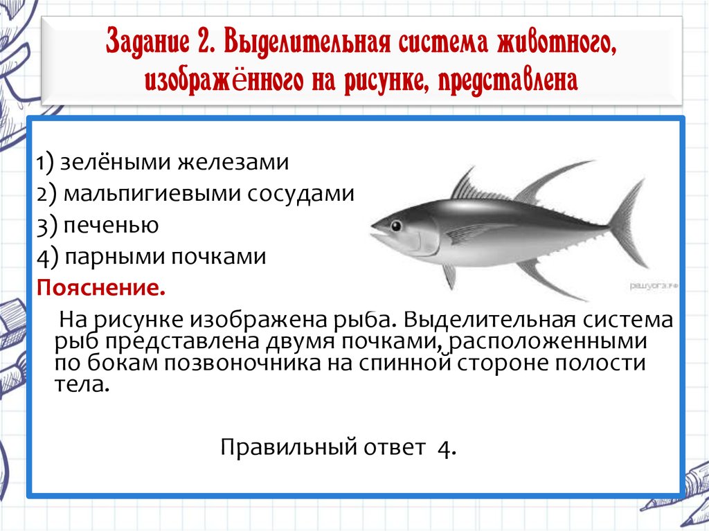 Функция органа боковой линии рыб. Выделительная система рыб. Выделительная система у костных рыб представлена. Рыбы презентация выделительная система. Выделительнаяистема рыб.