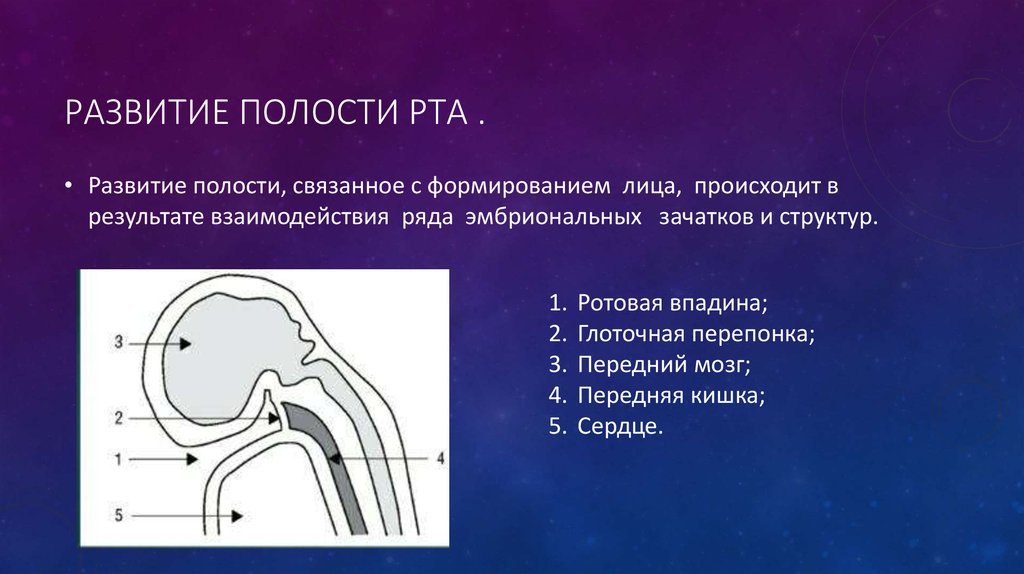 Формирование полости рта. Источники развития полости рта. Формирование ротовой полости. Периоды формирования челюстей и полости рта.