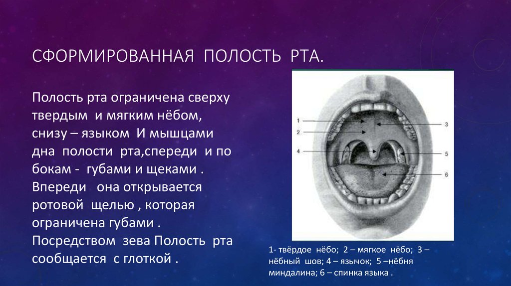 Полость форум. Пороки развития ротовой полости. Формирование ротовой полости Эволюция. Периоды формирования челюстей и полости рта.