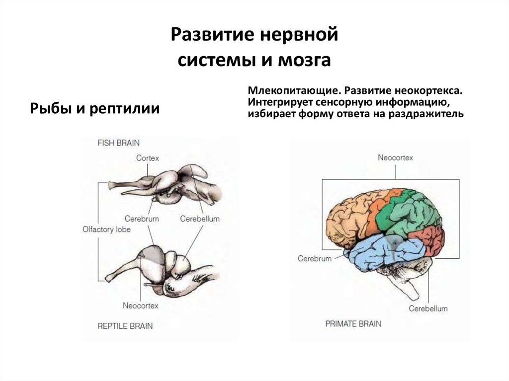Нервная система приматов. Эволюция мозга системы. Формирование мозга.
