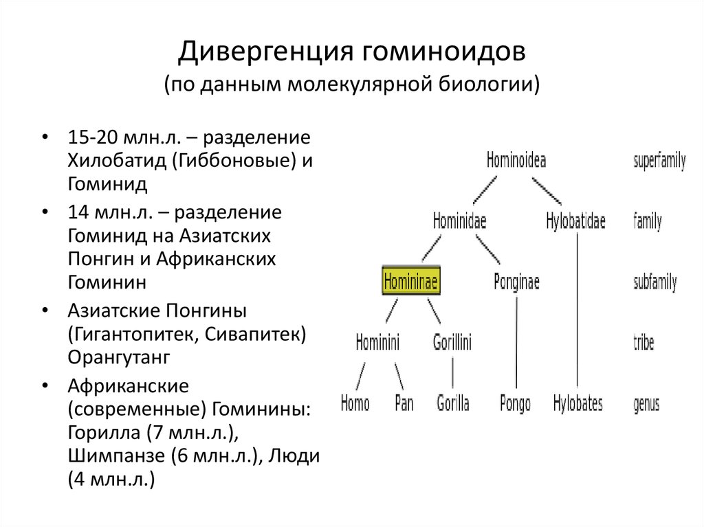 Основные этапы эволюции приматов