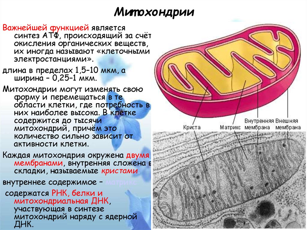 Атф в клетках эукариот образуются. Функции матрикса митохондрий. Митохондрии мембранные. Строение митохондрии клетки. Кристы и Матрикс митохондрий.