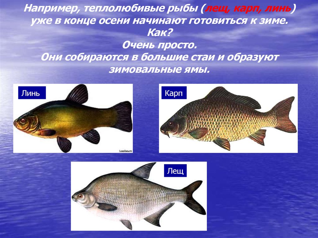 Продолжительность жизни рыбок