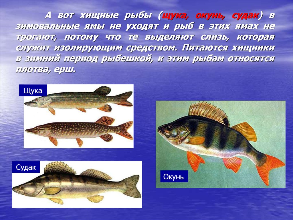 Рыбы примеры 3 класс. Рыбы зимуют. Как зимуют рыбы для детей. Зимовка рыб. Картинки как зимуют рыбы.