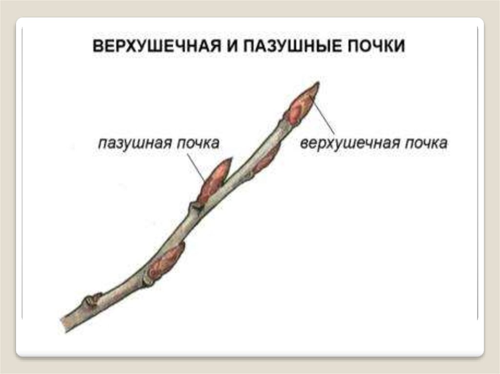 Пазушная почка. Верхушечная и пазушные почки рисунок. Типы почек по расположению. Верхушечные и боковые почки. Верхушечные почки растений.