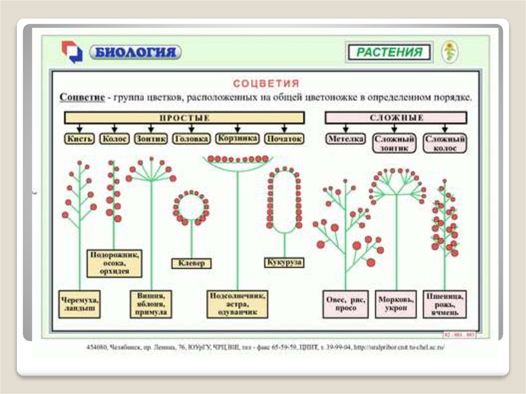 Конспект урока сложное. Схема типов соцветий 6 класс биология. Типы соцветий 6 класс биология. Схема классификации соцветий цветковых растений. Схема соцветия растения биология 6 класс.