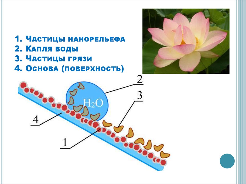 Эффект лотоса презентация