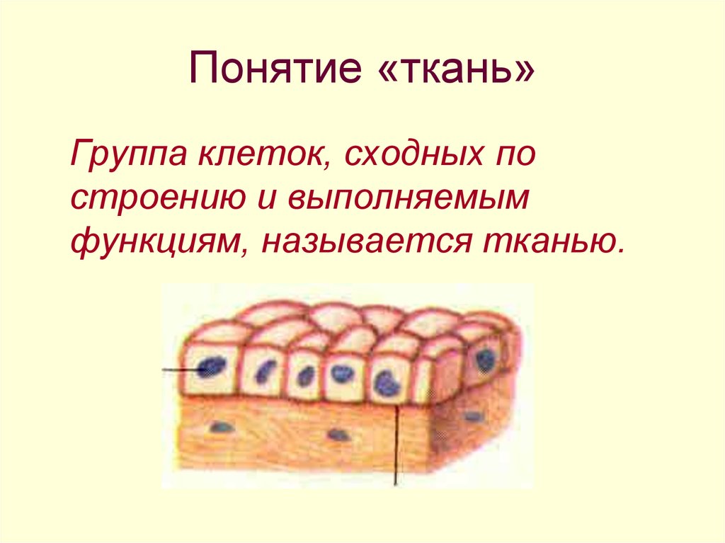 Понятие ткань. Группа клеток. Понятие о тканях. Группа клеток сходных по строению и функциям называется. Ткань это группа клеток.