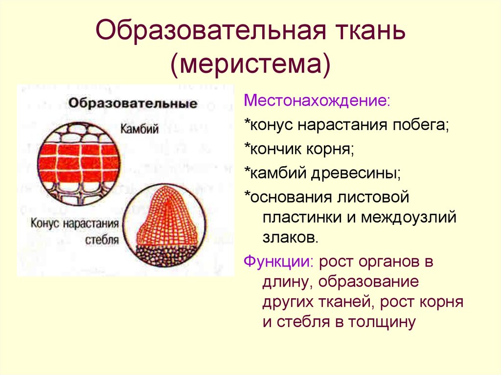 Выполняемая функция образовательной ткани. Образовательная ткань растений камбий. Образовательная ткань камбий конус нарастания стебля. Образовательная ткань конус нарастания. Функция ткани конус нарастания стебля.