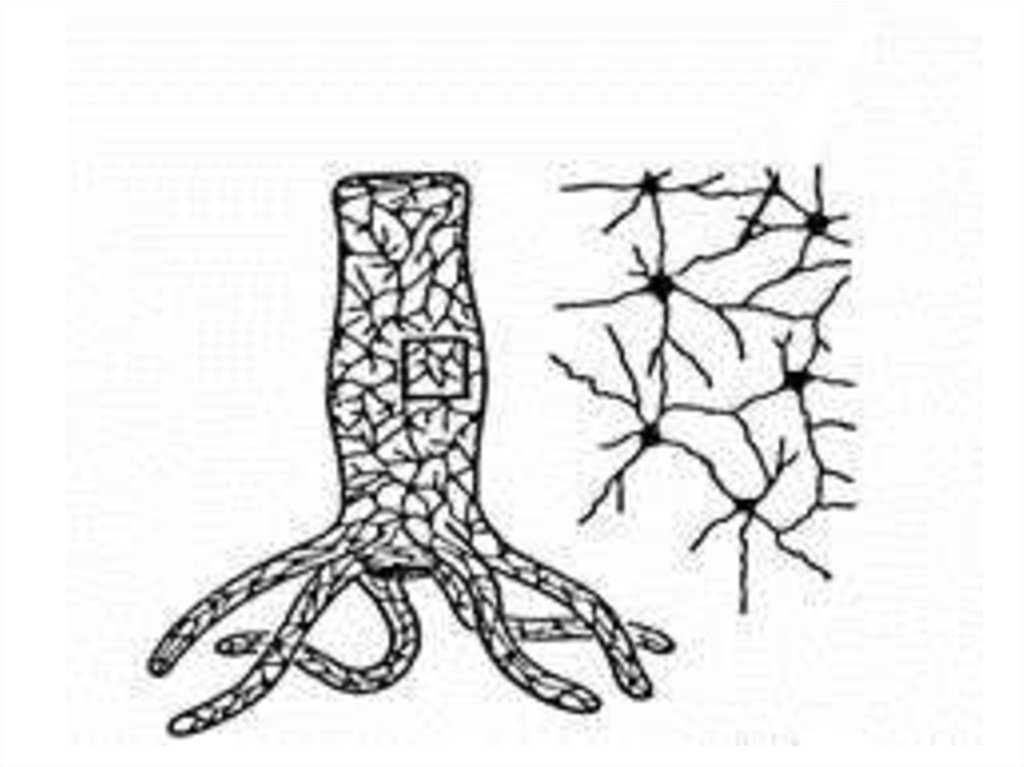 Радиальная симметрия диффузная нервная система анаэробное. Гидра нервная система диффузного типа. Диффузная сетчатая нервная система. Нервная система диффузного сетчатого типа у. Диффузная нервная система гидры.