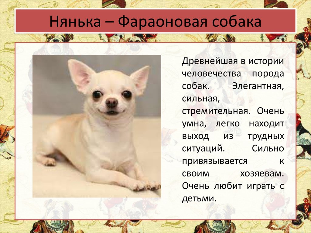 Названа собаку. Древние профессии собак. Собаки породы и профессии. Профессий собак породы собак. Назвать собачьих профессии.