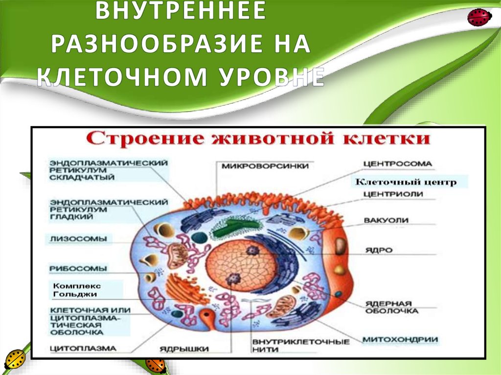 Бактерия уровень организации