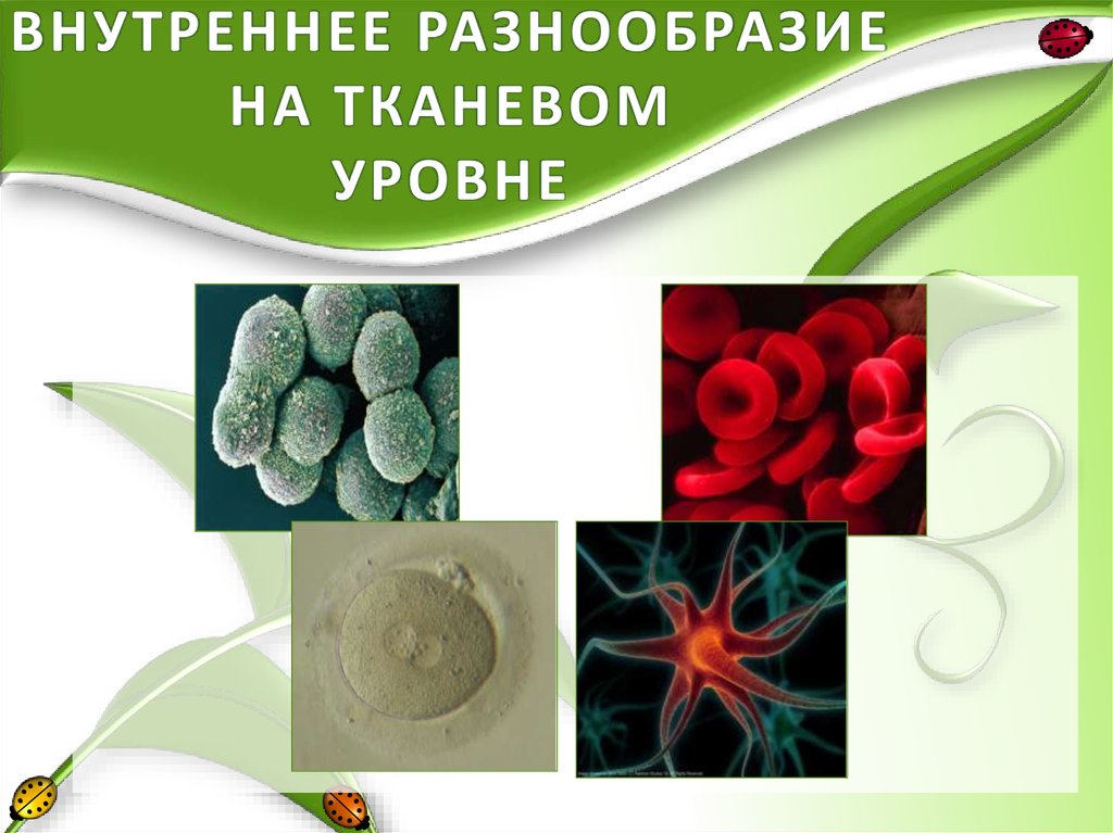 Науки изучающие тканевый уровень организации