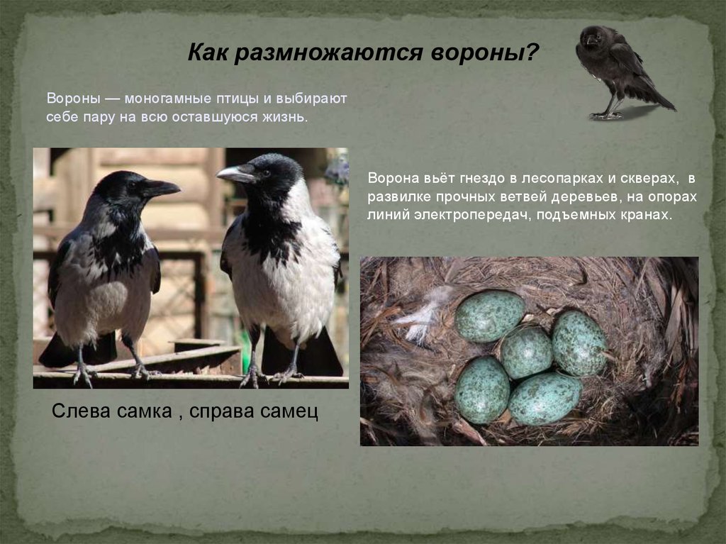 Антропогенные факторы в жизни серой вороны. Как размножаются вороны. Размножение птиц. Серая ворона самец и самка отличия. Размножение ворон.