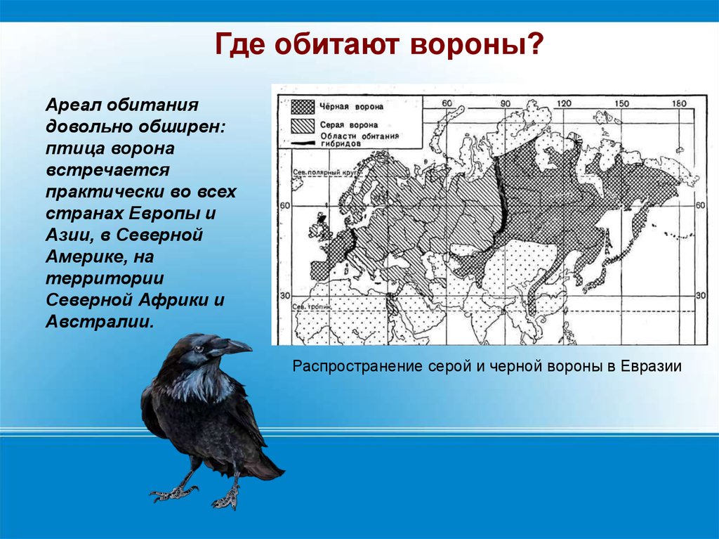 Как можно объяснить обширность обитания. Ворон ареал обитания. Ареал обитания черных Воронов. Черная ворона ареал обитания. Ворон ареал обитания в России.