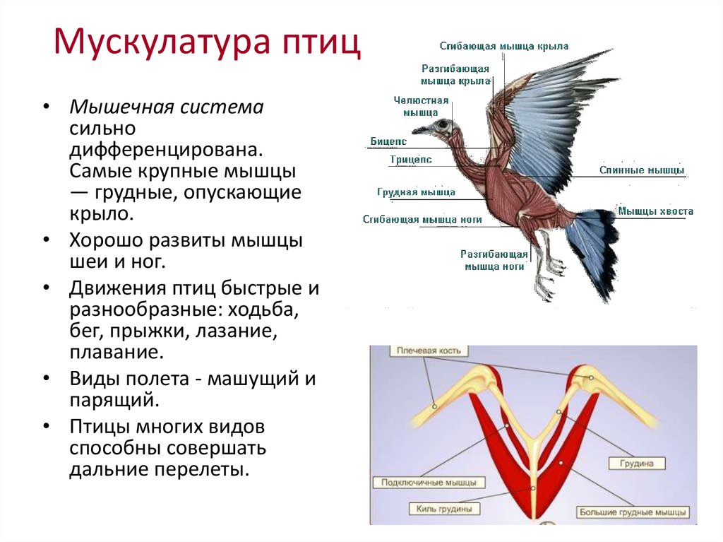 Мышцы брюшной стенки у животных