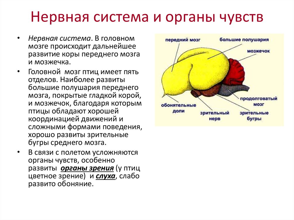 Какие функции выполняют отделы мозга у птиц