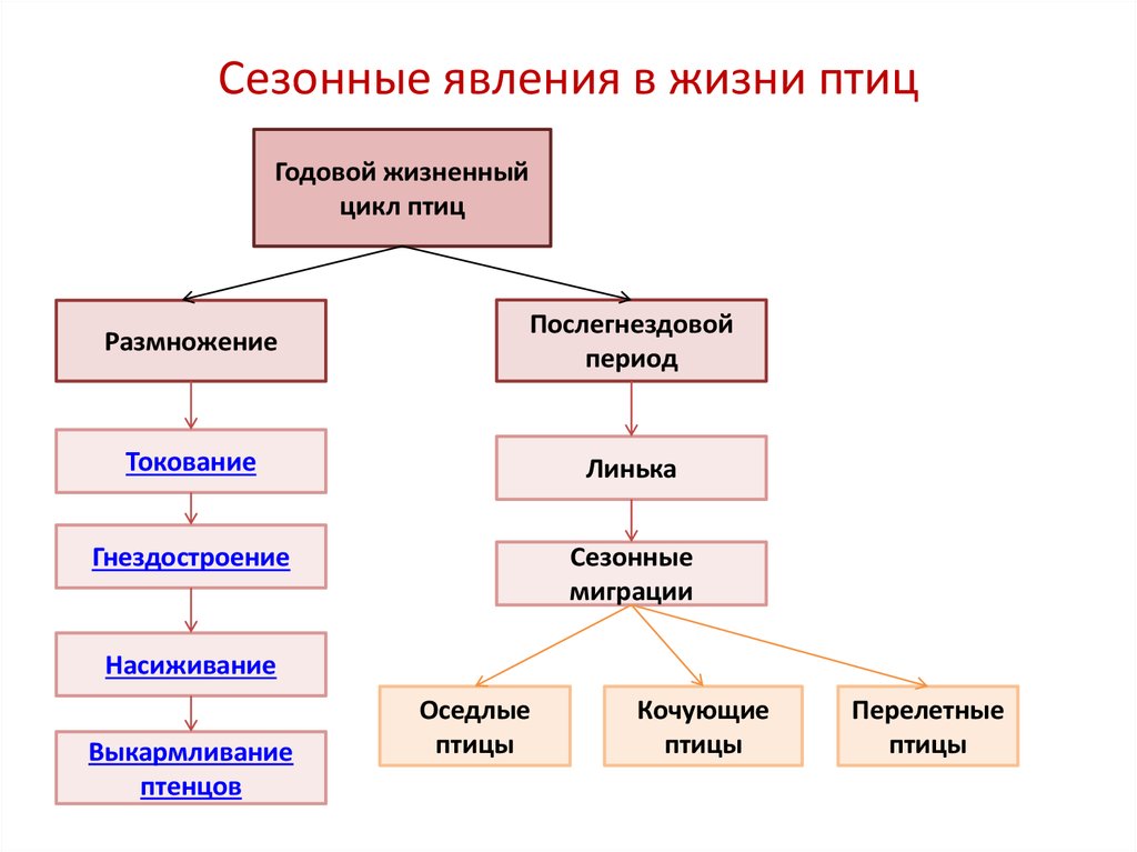 Житейские явления