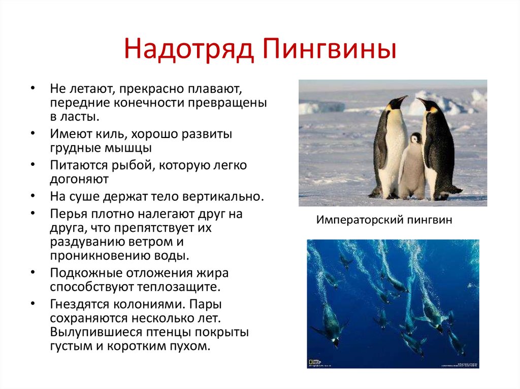 Какой тип развития характерен для субантарктического пингвина. Пингвины характеристика представители. Отряд пингвины признаки отряда. Пингвины общая характеристика кратко. Отряд Пингвинообразные строение.