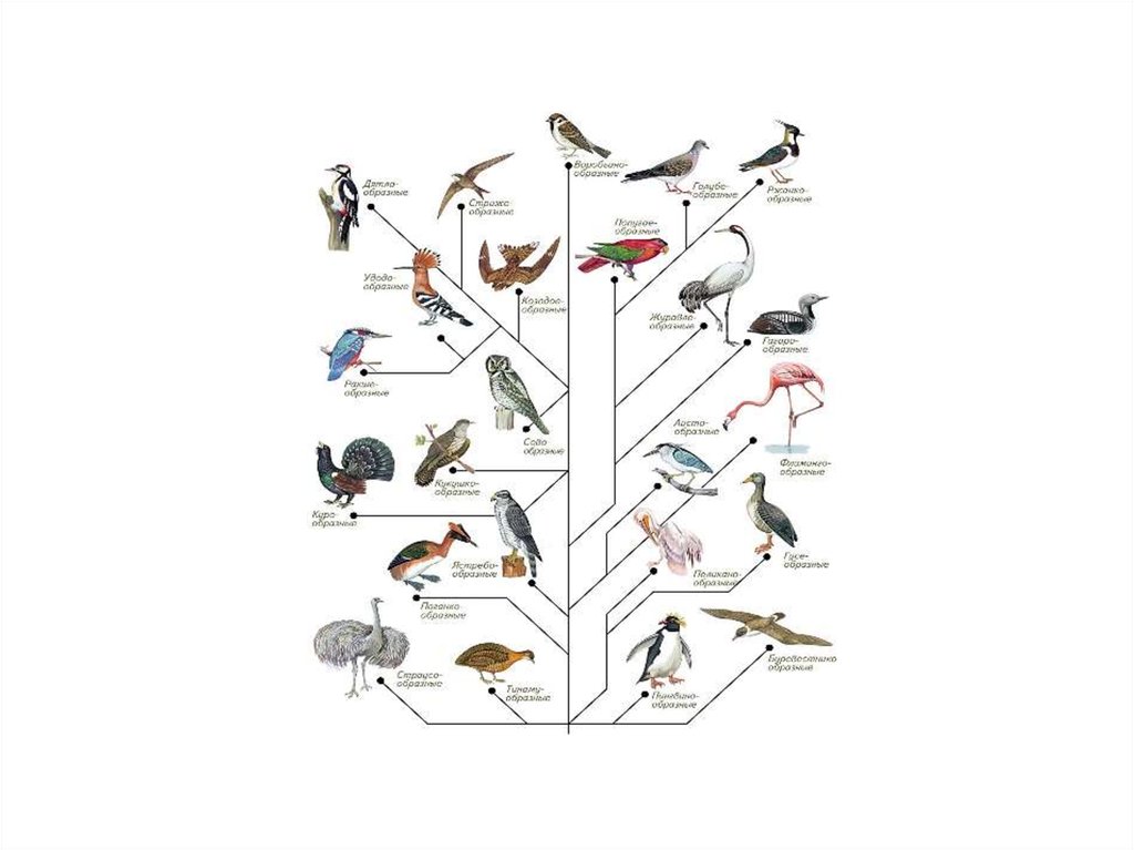 Тест класс птицы вариант 2. Класс птицы опорная схема. Птицы как специализированная группа высших позвоночных животных. Высшие позвоночные.