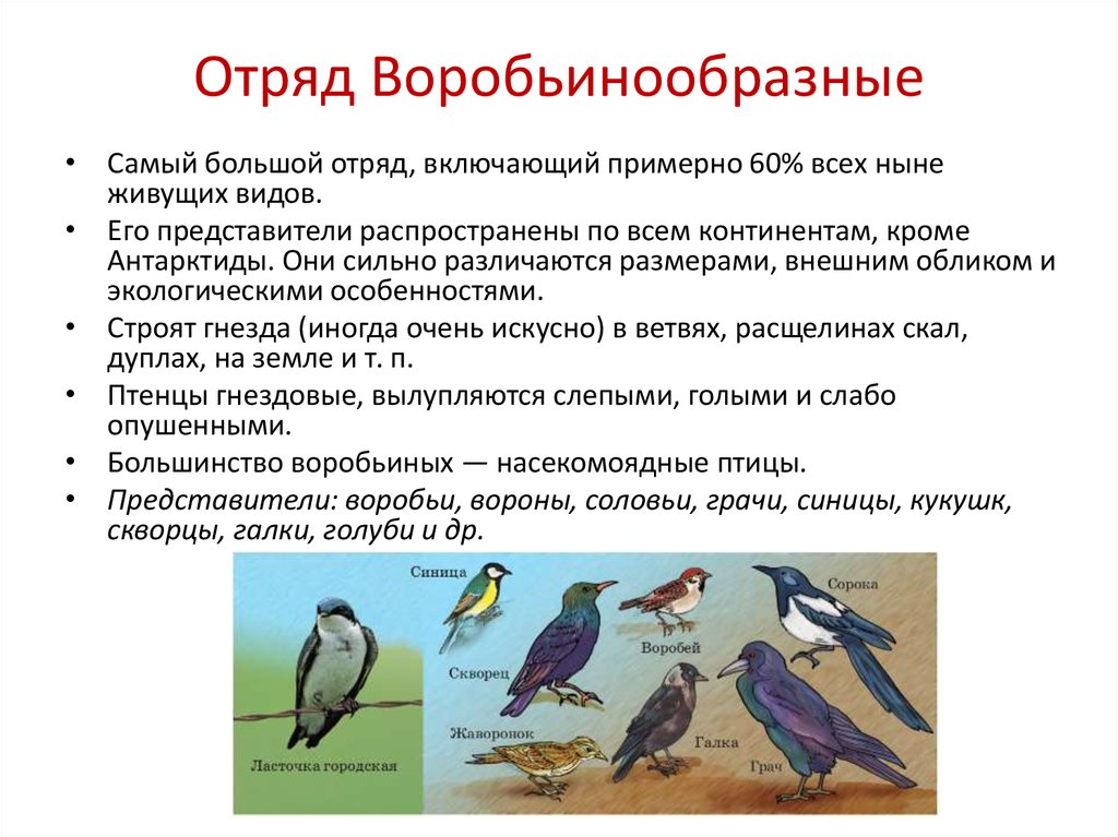 Класс птицы образ жизни. Отряд птиц Воробьинообразные представители. Отряд Воробьинообразные описание. Воробьинообразные внутреннее строение. Представители воробеобразных.