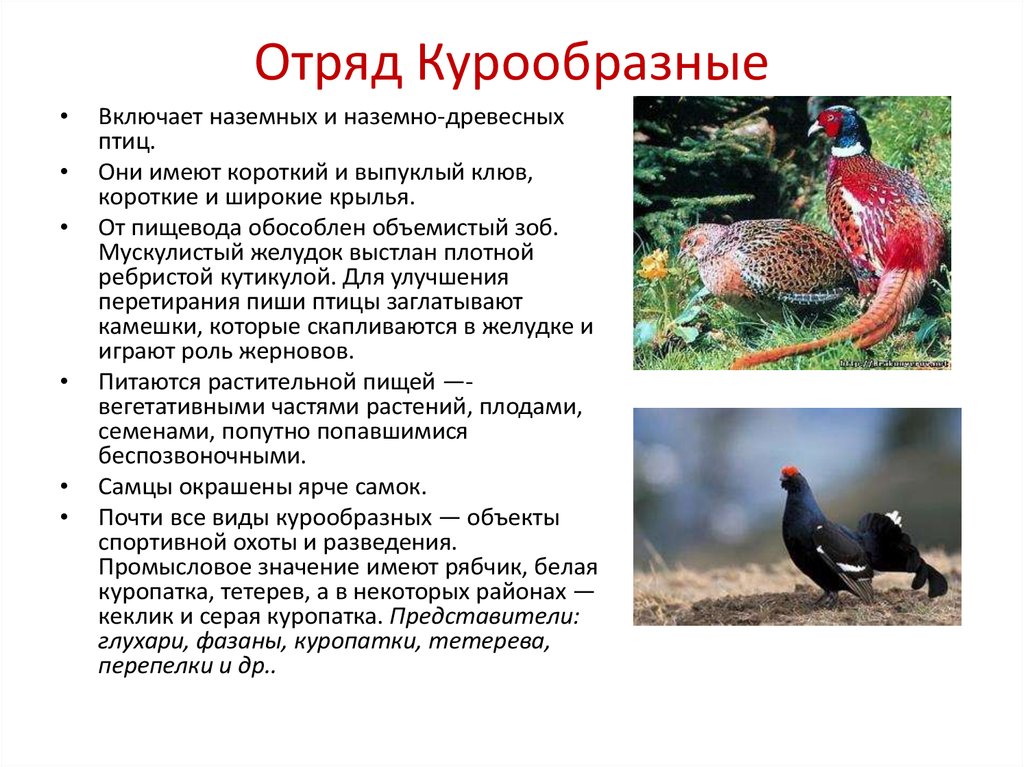 Птицы характеристика. Отряд Курообразные (galliformes). Признаки отряда Курообразные. Курообразные характерные признаки. Отряд Курообразные общая характеристика.