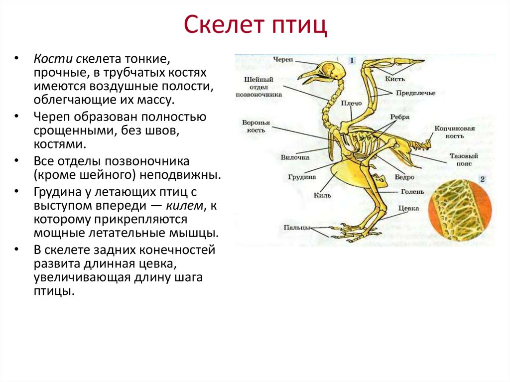 Особенности скелета птиц 7 класс