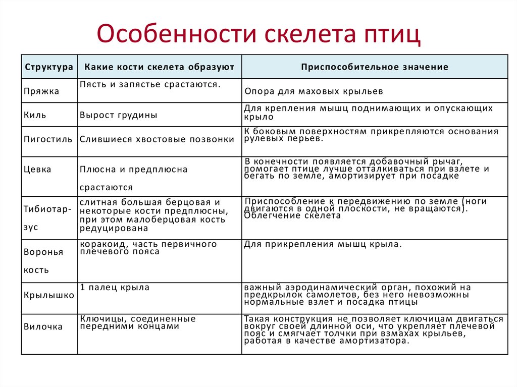 Таблица особенностей строения скелета птиц