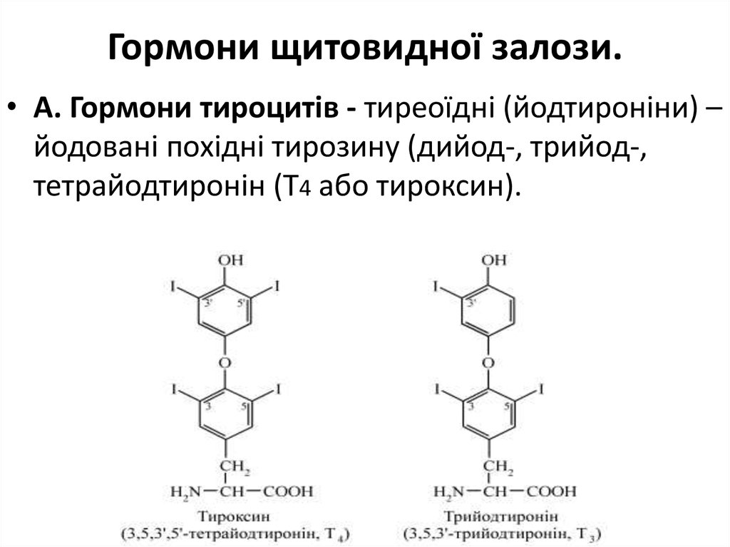 Тироксин функции гормона
